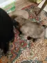 малки белгийски овчарки , снимка 11