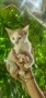 Подарява се бяло, мъжко котенце, снимка 4