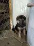 Малки немски овчарки., снимка 9