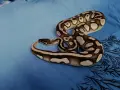 мъжки кралски питон , снимка 5