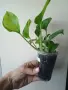Eпипремнум, epipremnum Global Green, снимка 4