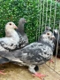 Пощенски, Унгарци, снимка 3