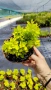 Берберис Мария, Berberis thunbergii ‘Maria'!!!, снимка 9