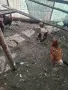 Декоративни кокошки, снимка 2