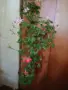 Продавам холандско мушкато, снимка 5