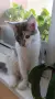 Женско коте Мейн кун, снимка 1