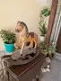 Прекрасна голяма антикварна френска дървена фигура играчка , снимка 4