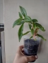 Колумнея, columnea Schiedeana, снимка 2