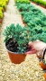 Хвойна Син Килим, Juniperus Blue Carpet, студоустойчива, снимка 6