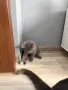 Британски късокосмести, снимка 3