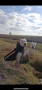 Кученце Дого Аржентино/Dogo Argentino . Женски пол / Female, снимка 2