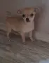 чихуахуа момиченца, снимка 5