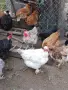 Продавам голошийки 7+1, снимка 4