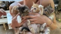 Спешно търся дом за 4 малки котенца, снимка 7