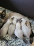Сиамски котета , снимка 2