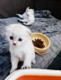 🐾 Продавам чистокръвни британски шиншила котенца 🐾  , снимка 3