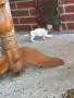 Малко кученце Чихуахуа , снимка 3