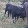 Телета за продаване , снимка 1