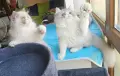 Персийски котенца , снимка 1