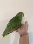 Ръчно хранена Синьочела Амазона, снимка 2