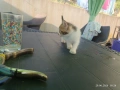 Подарявам котенца , снимка 3