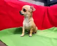 продавам мини чихуахуа , снимка 6