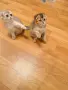 🐾 Чистокръвни котенца Scottish Fold – Golden & Silver 🐾, снимка 6
