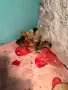  Новоизлюпени пилета мешани , снимка 2
