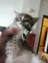Красиви, игриви,  социални домашни котета., снимка 4