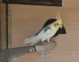 чифт папагали корели, снимка 2