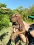 Кученца Плодхаунд, снимка 1