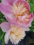 Paeonia ‘Sweet Sixteen’ (Божур „Сладки шестнадесет“), снимка 1