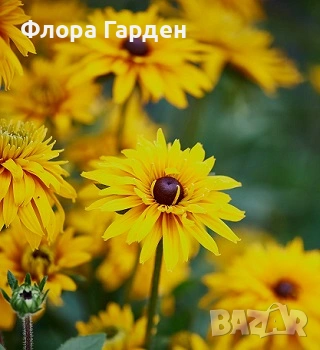 МНОГОГОДИШНИ ЦВЕТЯ