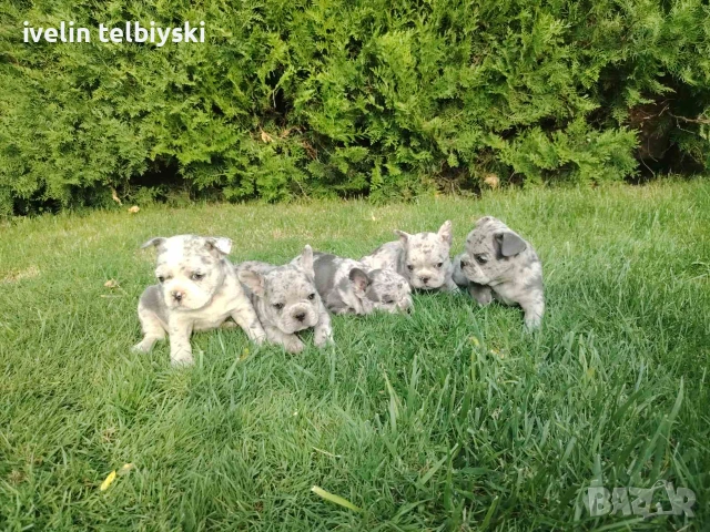 Френски булдочета 