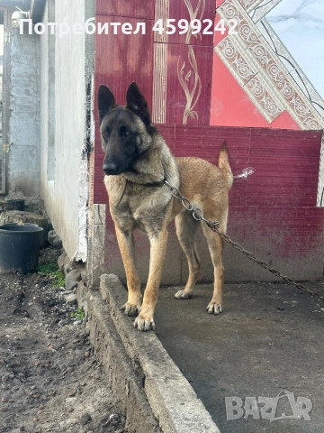 Белгийска овчарка на 1 година женска , снимка 3 - Белгийска овчарка - 54091166