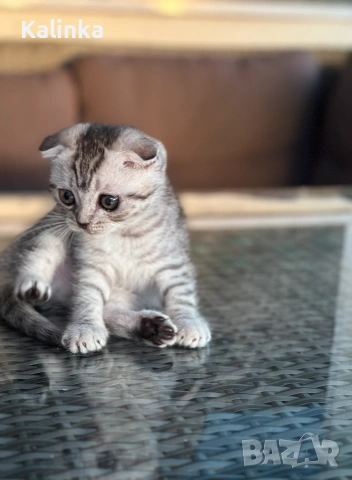 Мъжко шотландско клепоухо сребърно котенце , снимка 17 - Други - 55096948