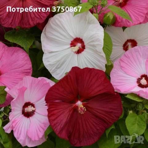 🌸🌿💜 Хибискус Луна Микс (Hibiscus moscheutos LUNA Mix)