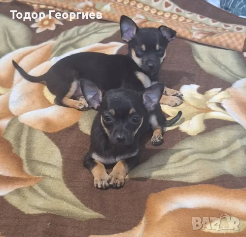 чихуахуа много хубави