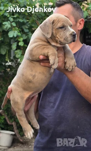 Американско були ХЛ /American bully XL, снимка 10 - Други - 55673984