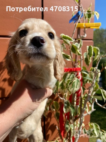 Кокер шпаньол момченце 2 ваксини, снимка 3 - Кокер шпаньол - 54349730