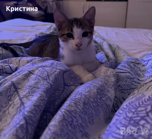 Котенце си търси дом, снимка 2 - Други - 55452809