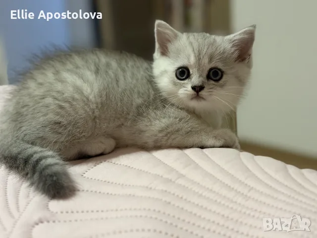 Британска сребърна чинчила, снимка 3 - Британска късокосместа - 55417309