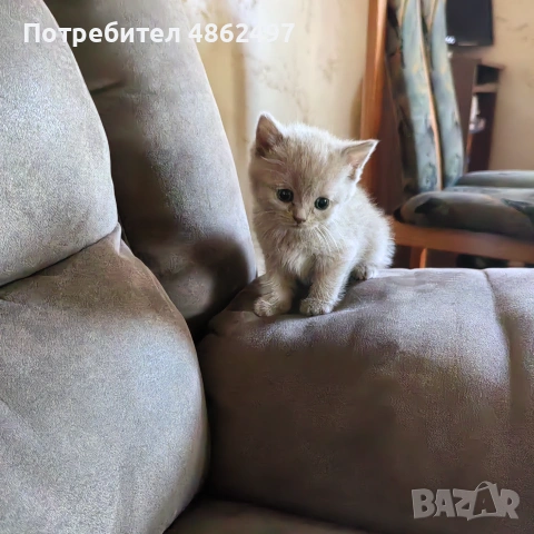Продяавам, снимка 2 - Британска късокосместа - 54990111