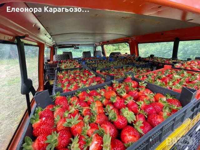 Разсад ягоди и малини, снимка 5 - Разсади - 54119672