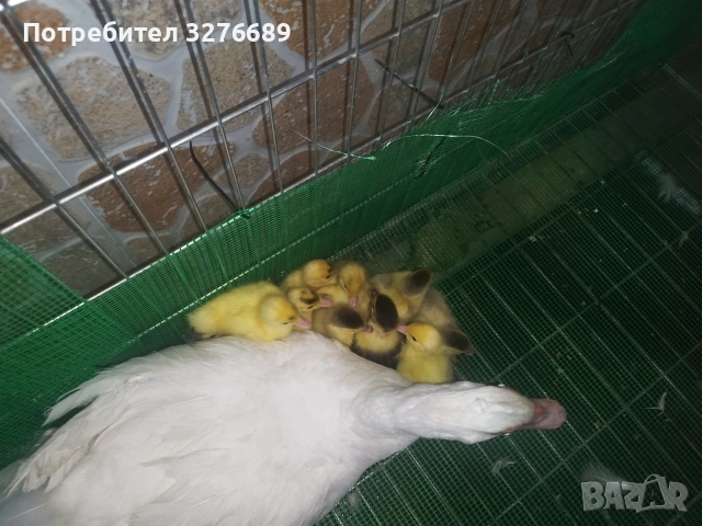 Продавам мускусни патенца, снимка 2 - Патици и гъски - 55008421