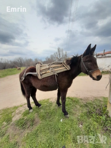 Mule 9 godilna, снимка 2 - Други животни - 54022934