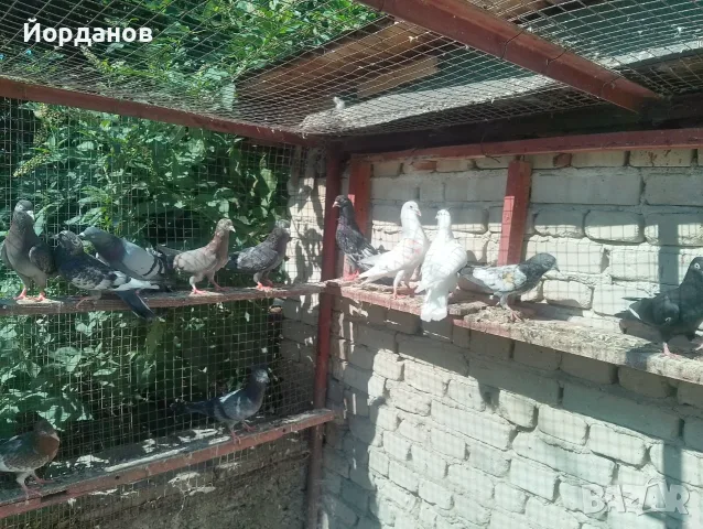 Продавам пазарджишки гълъби, снимка 8 - Гълъби - 54780576