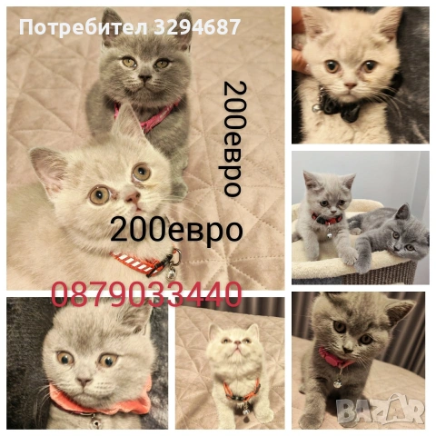Британска късокосместа