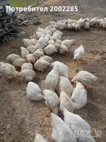 бройлери порода Росс 308, снимка 2 - Кокошки и пуйки - 53995333