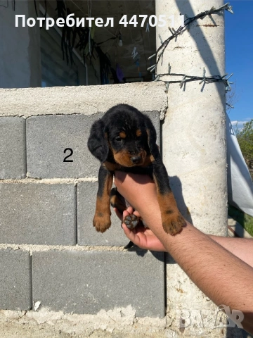Ловни кучета, снимка 4 - Гонче - 54316867